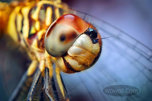 高清微距昆虫照片